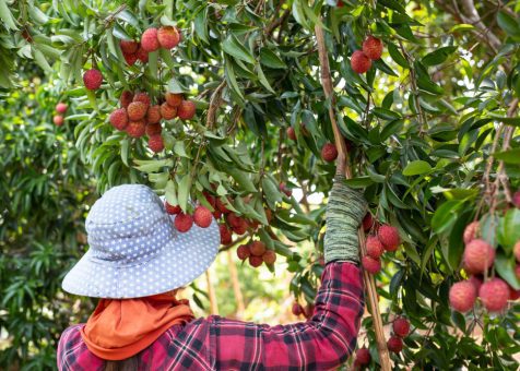 Recolectoras de frutas