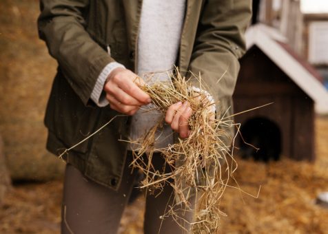 Recolectoras de forraje