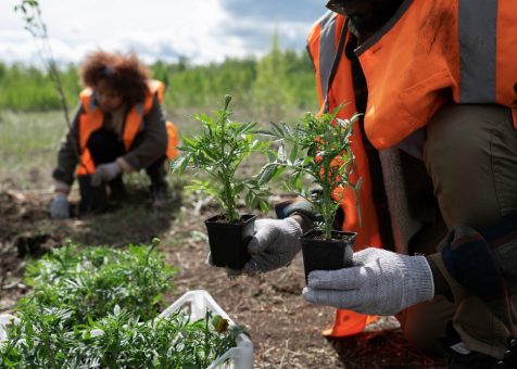 Equipos de procesamiento de cultivos