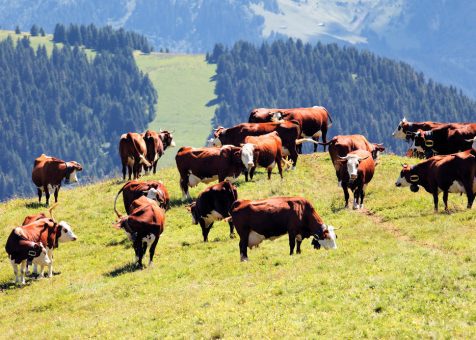 Remolques para ganado